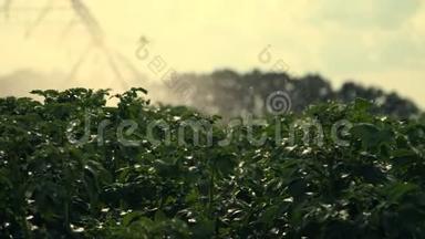 特写，专用灌溉系统将水洒在青薯丛中.. 雨水滴落，<strong>浪花</strong>飞过绿色